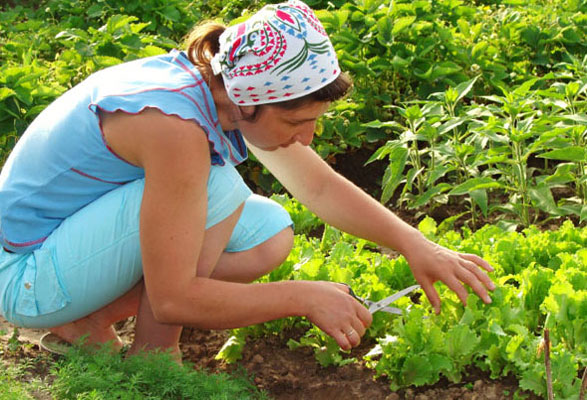 gardening